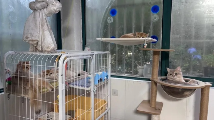 (开心猫舍小猫)开心猫舍小雨君：舒适家园，幸福与欢乐的精灵天堂