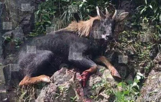 四不像正版+正版四不像四不像|智能解答解释落实_娱乐版IPHONE.4.959