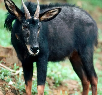 四不像正版+正版四不像四不像|智能解答解释落实_娱乐版IPHONE.4.959