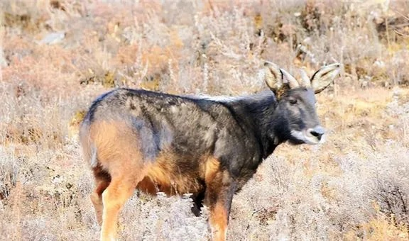 白小姐正版四不像最新版本|系统研究解释落实_创新版.9.332 白小姐正版四不像最新版本|系统研究解释落实_创新版.9.332