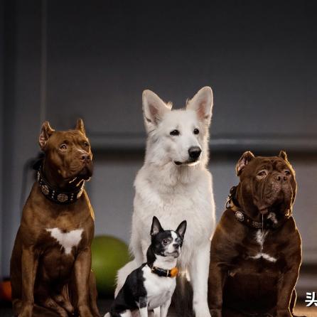 2024年十二生肖表图片|探索未来的科技趋势_潜能款.6.32 2024年十二生肖表图片|探索未来的科技趋势_潜能款.6.32