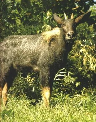 2024年四不像图库|探索世界的未知奥秘_竞技型.3.236