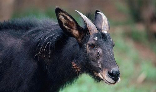 四不像正版免费资料推荐|现状解答解释落实_Q版.7.628