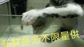 澳门今期今晚四不像|清新生活小技巧大公开_连续集.9.517