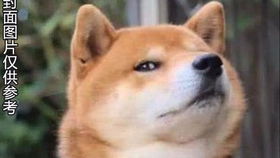 澳门今期今晚四不像|清新生活小技巧大公开_连续集.9.517