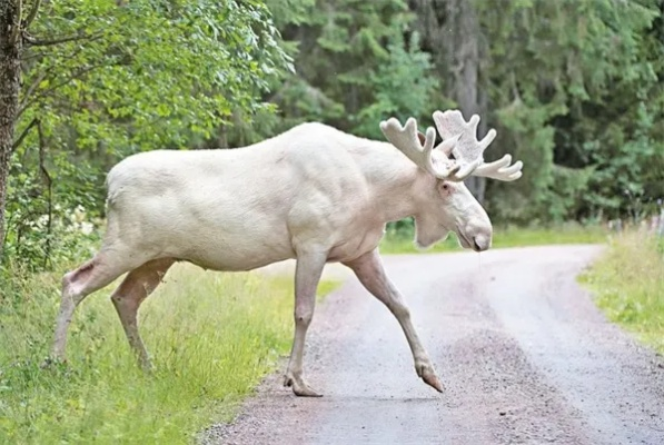 新澳门彩2024四不像图片|畅享生活的每一天_创新品.0.927