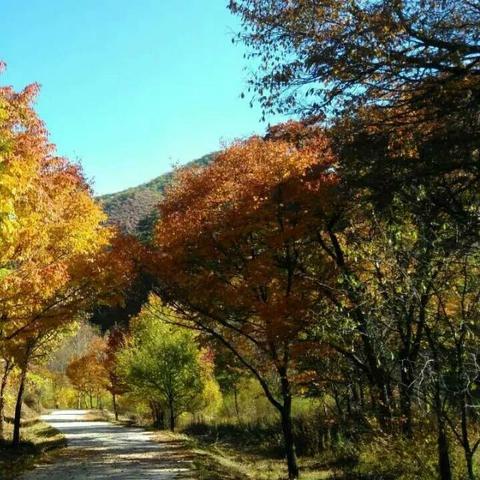 正版免费全年资料大全20|统计解答解释落实_W.3.382