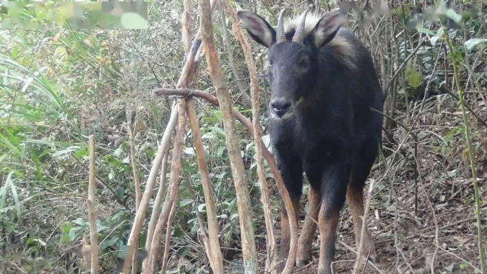 四不像正版资料321期|智能解答解释落实_社交品.2.633