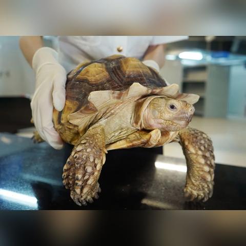 2024澳门今晚开特|统计研究解释落实_探索版.0.34