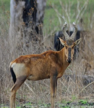 今晚白小姐四不像一肖|探索新兴趋势与精彩故事_Notebook.3.795