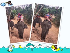 四不像正版资料291期|探索澳门的无限魅力与精彩活动_适应款.9.965