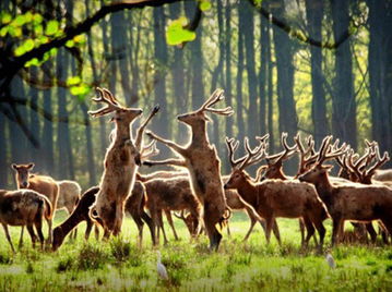 四不像正版资料291期|探索澳门的无限魅力与精彩活动_适应款.9.965 四不像正版资料291期|探索澳门的无限魅力与精彩活动_适应款.9.965