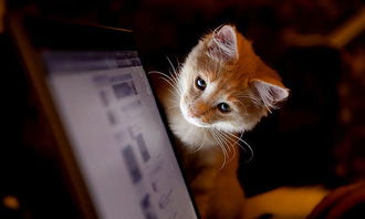 猫咪大作战内置菜单mod最新下载联机版2024无广告-猫咪大作战内置菜单mod无敌版v.7.12